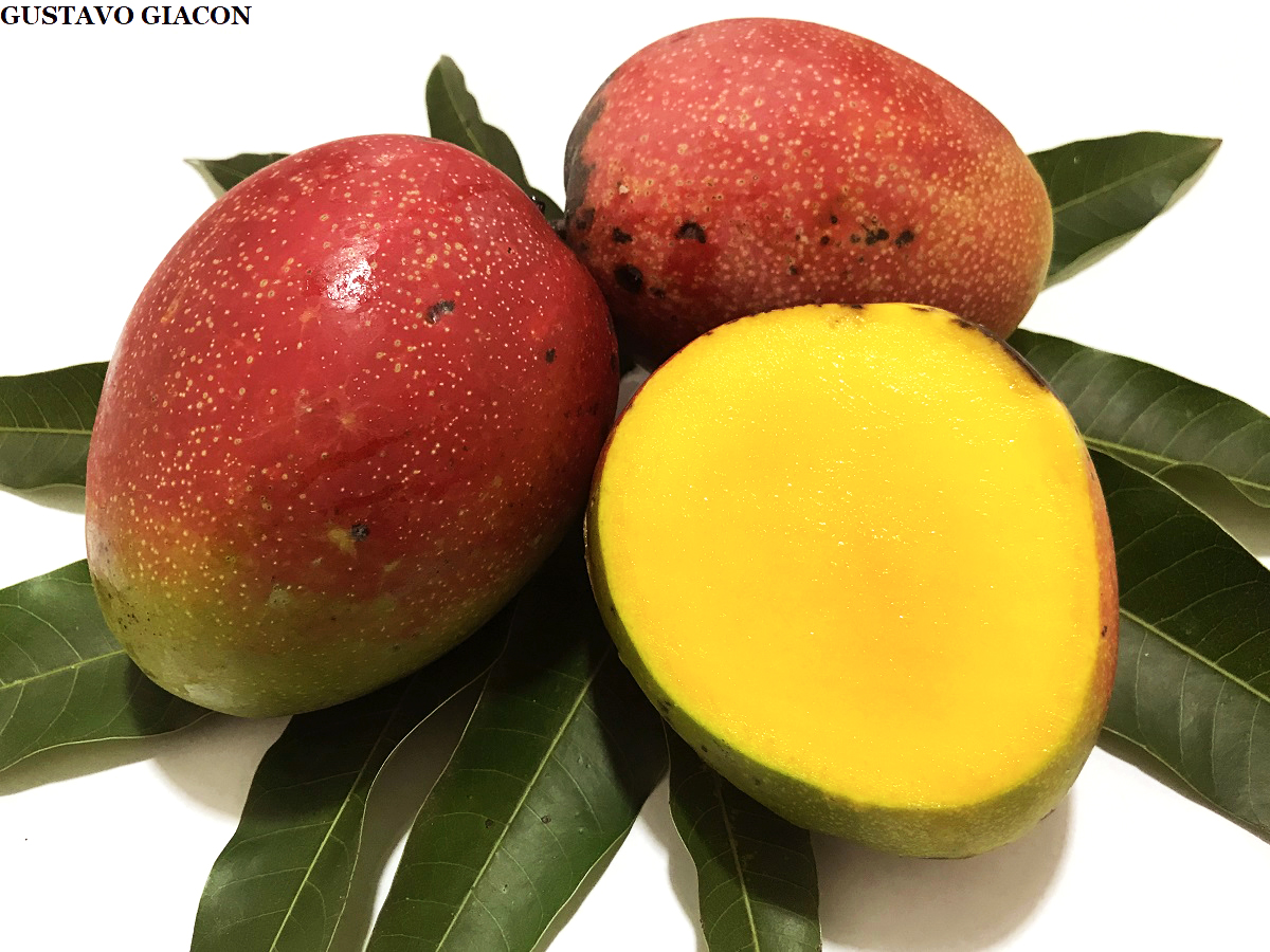 Viveiro Ciprest Plantas Nativas e Exóticas Manga Kent ( Mangifera indica )