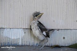 mockingbirds wings spread fly texas away