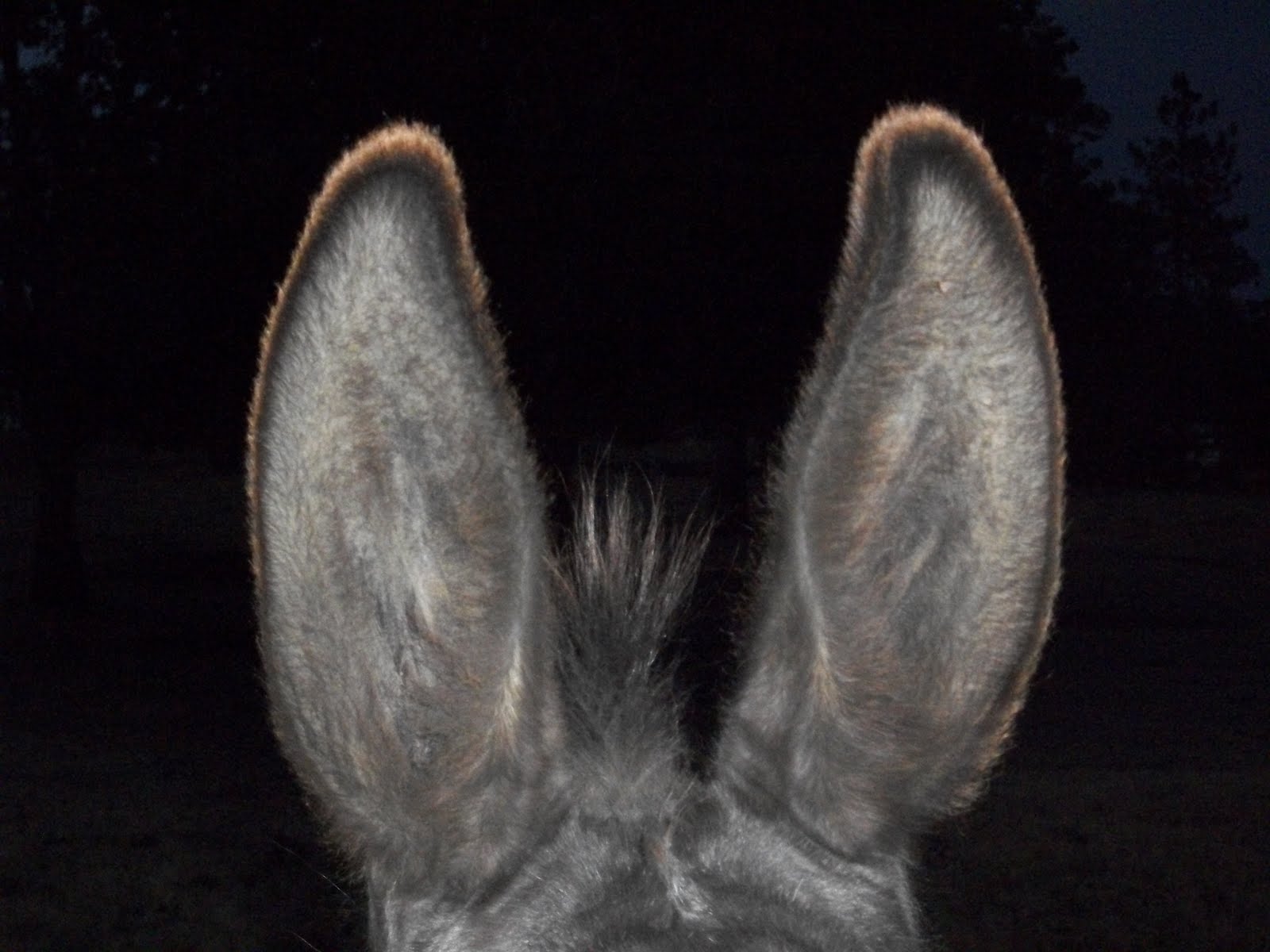 Заяц рваное ухо. Ослиные уши. Уши осла. Ушки ослика. Человек с ослиными ушами.