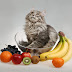 Ποια φρούτα δεν πρέπει να τρώει η γάτα; 
