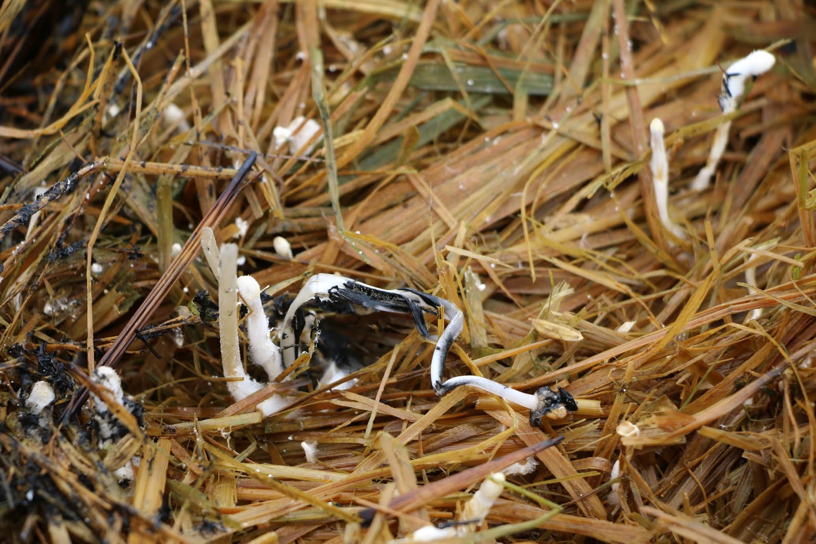 Jamur Merang Jamur Jerami Sawah