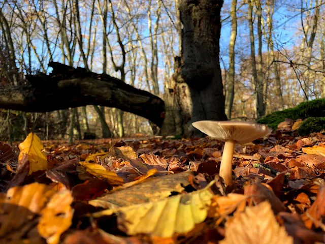 A mushroom on the floor of a forest with wet brown leaves