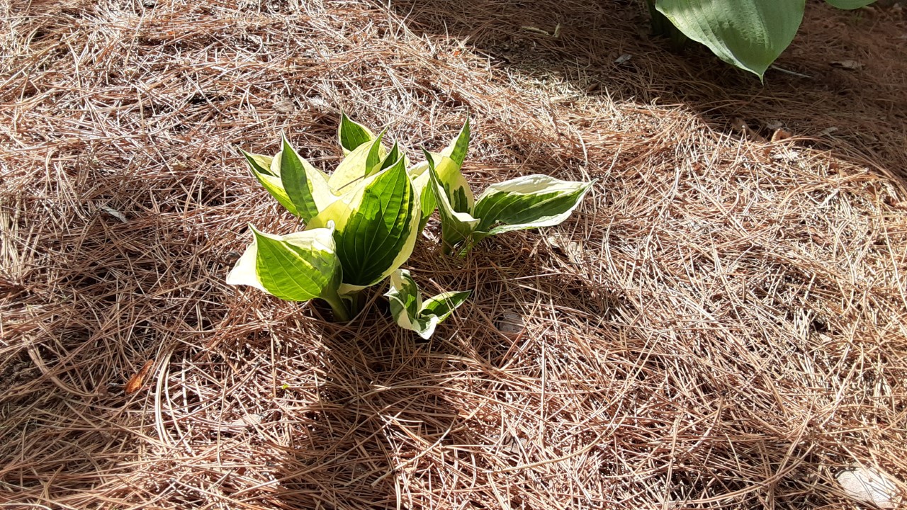 JeffCo Master Gardeners Pine Needle Mulch by Jon K. Fitzgerald