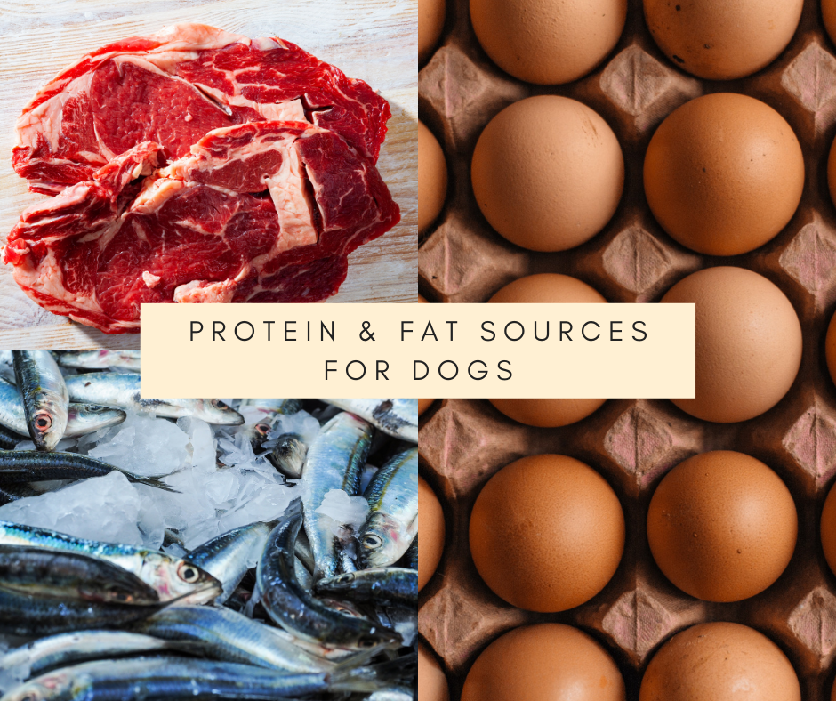 Fresh and Raw Food Diet For Your Dog, Puppy, Cat and Kitten's Health