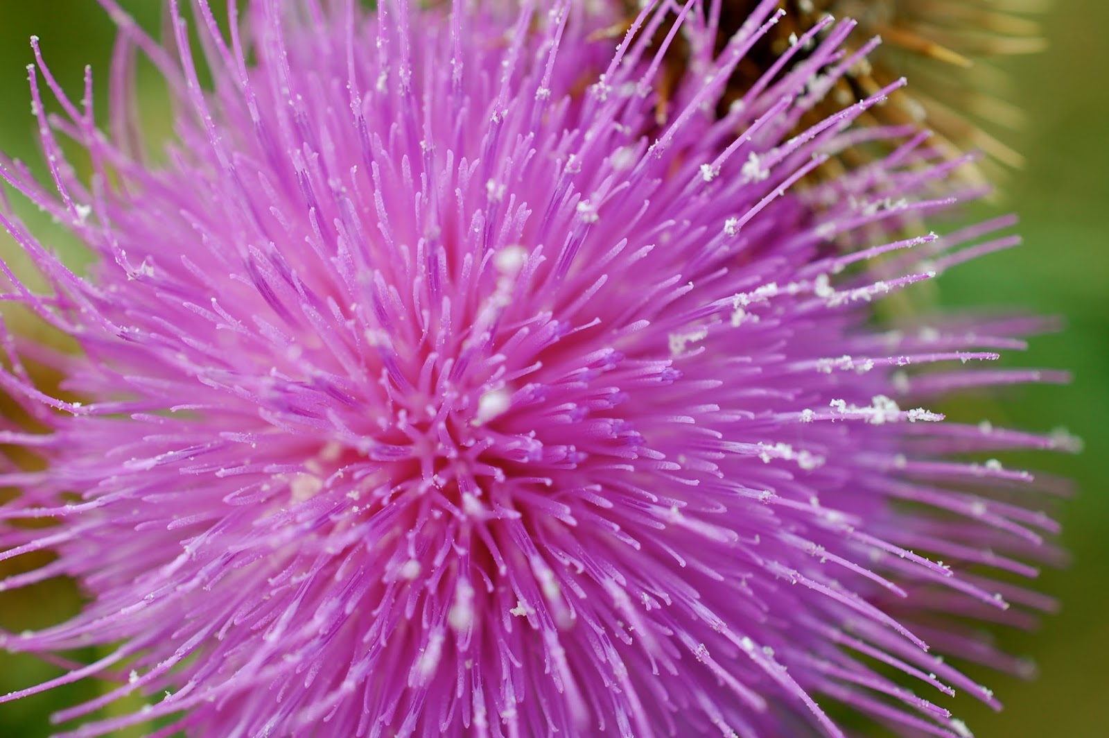 Astrid's Garden Design Weeds vs. Wildflowers