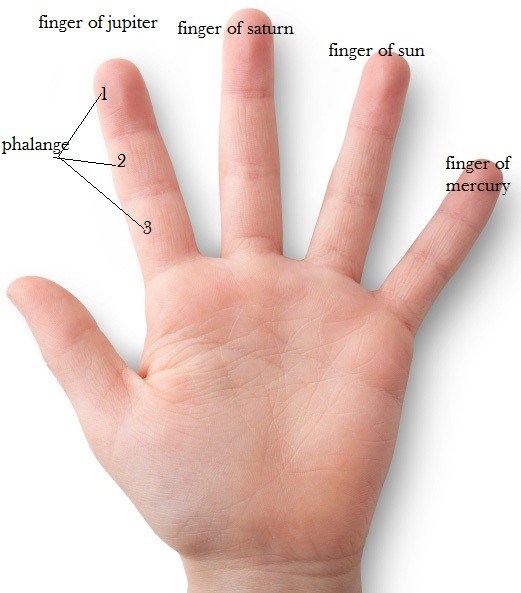 Bhartiya Jyotish: Significance Of Phalanges On The Finger