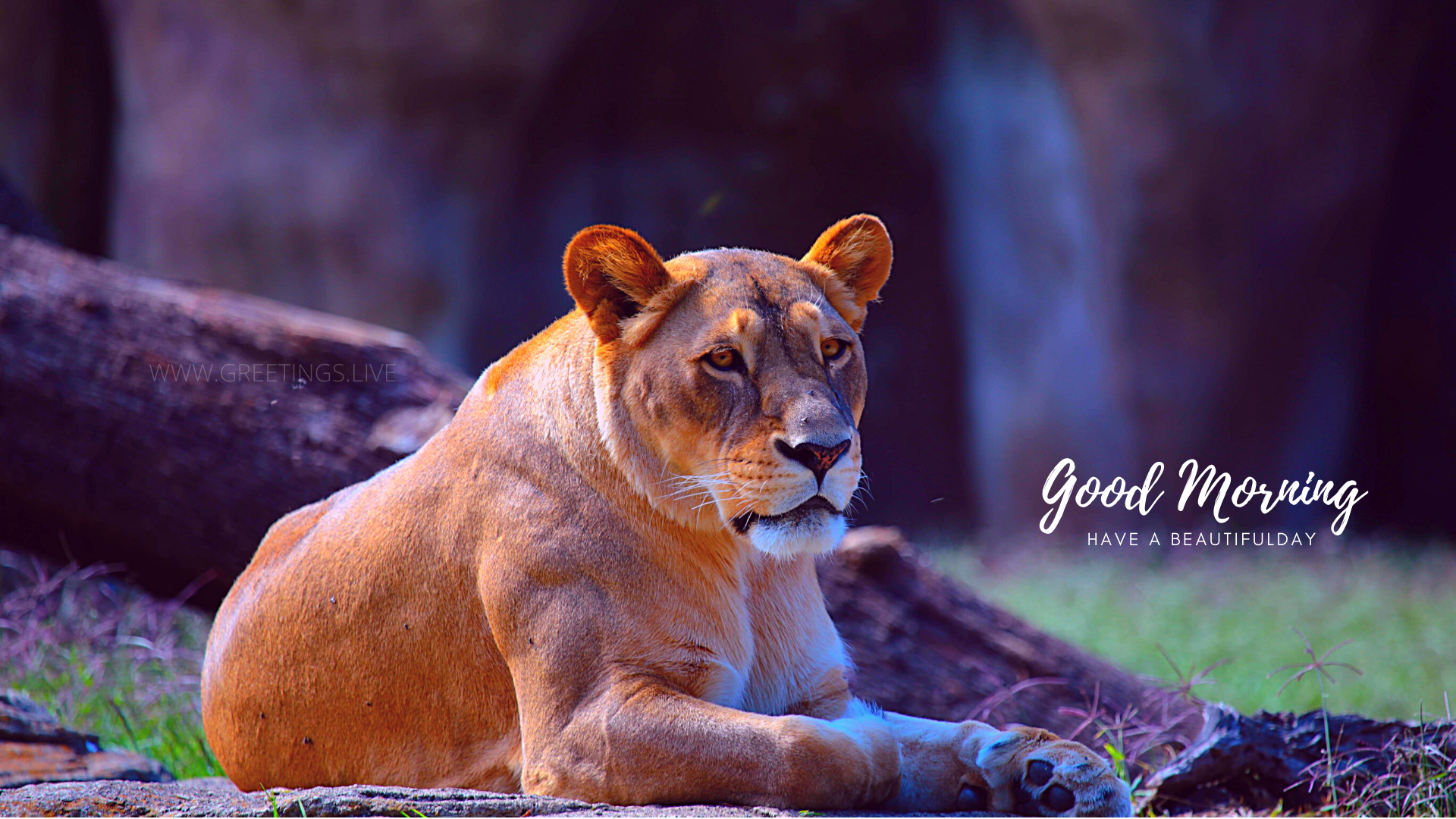 *Free Daily Greetings Pictures Festival GIF Images: lioness  wild animal greetings good morning wishes