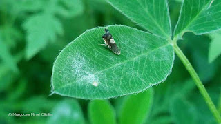 Grapholita (Grapholita) compositella IMG20190728-140900