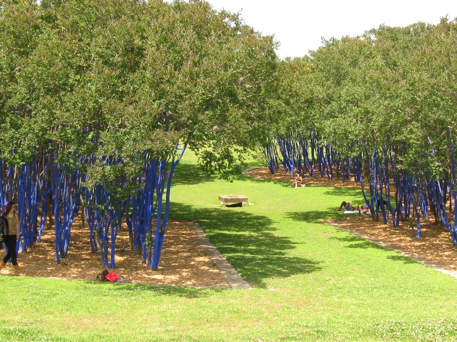 Remarkable Trees of Texas THE BLUE TREES OF WAUGH DRIVE