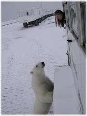 POLAR BEAR ADVENTURE