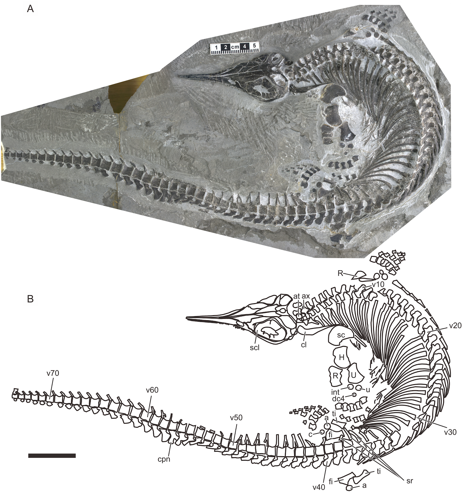 Chaohusaurus brevifemoralis