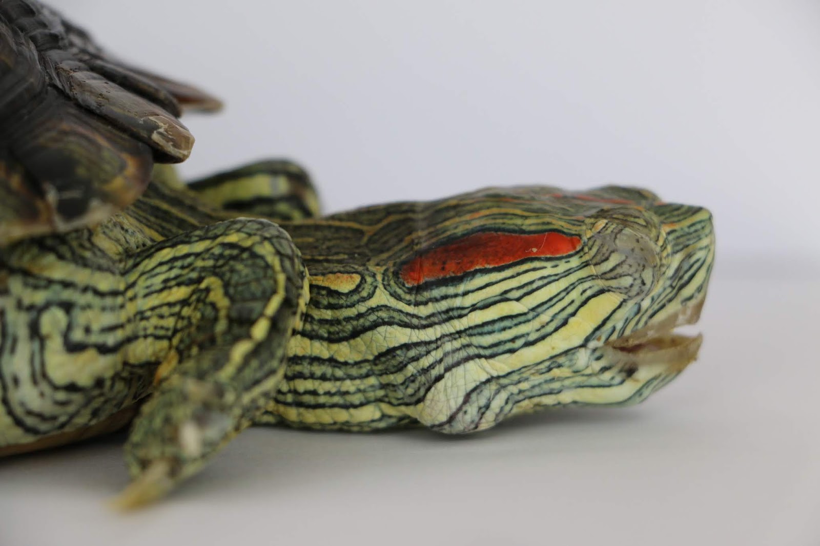 The red-eared slider has a paralysed neck.