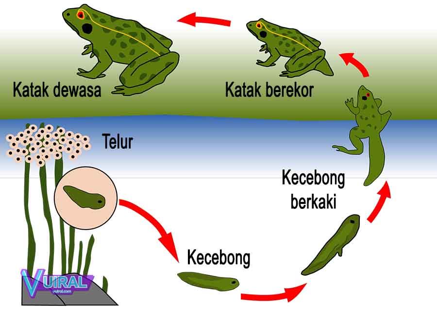 Pengertian Contoh Metamorfosis Sempurna Dan Tidak Sempurna Pada Hewan