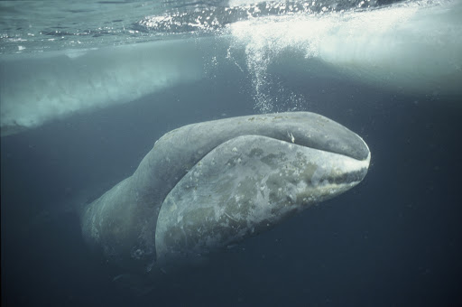 Grönland balinası