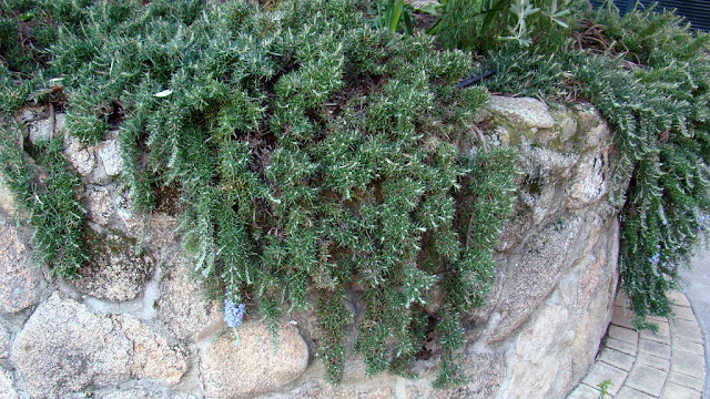 Romero rastrero (Salvia rosmarinus "Prostratus").