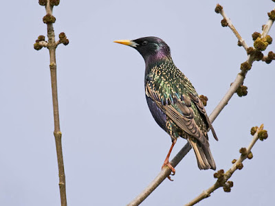 Photo of European Starling in a tree