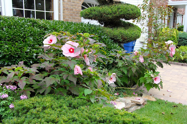 tropical gardening in york
