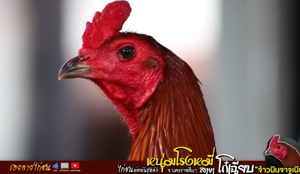 Featured image of post Gambar Ayam Mangon Iq Ukuran kepalanya lebih kecil dari jenis ayam dari vietnam wiring kuning atau ayam mangon