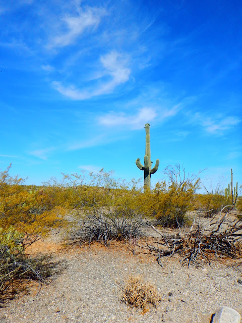 Tales of the 10th West Irregulars: Saguaro National Park