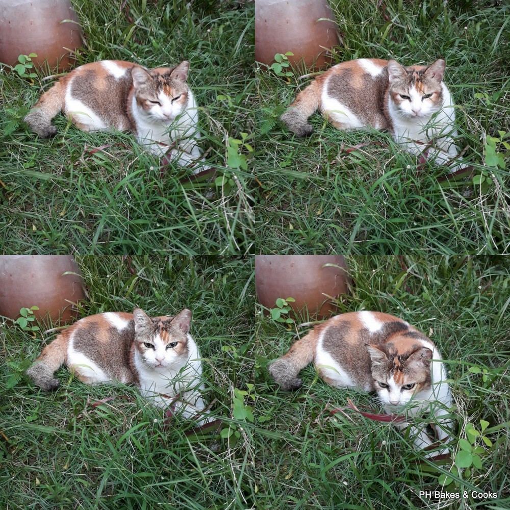 PH the Malaysian Carnivore: Thank God No Gila Shoppers Today