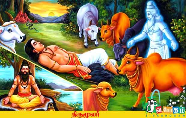 Mayiliragu: How Did Thirumoolar Enter A Dead Body ? # Siddha Feat Inc