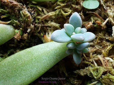 Orquídeas no Apê: Como Fazer Mudas de Suculentas