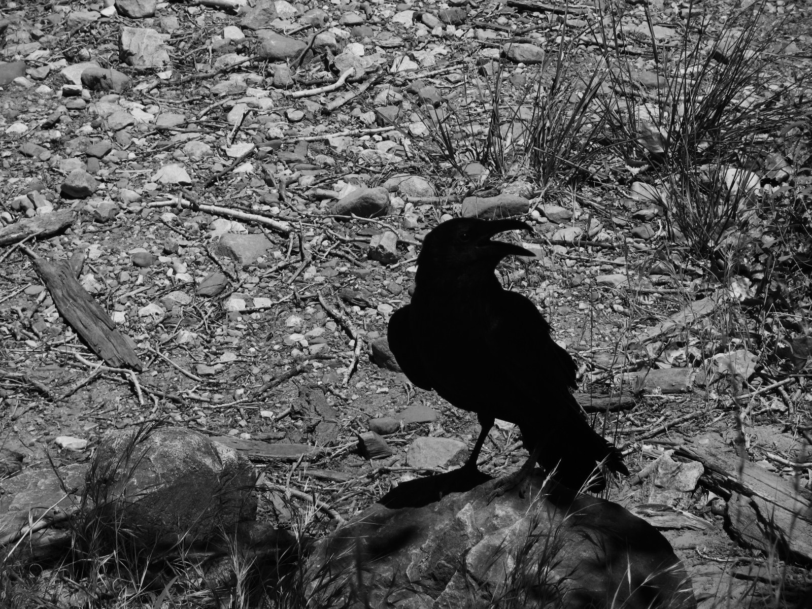 Superstition: Black Crow