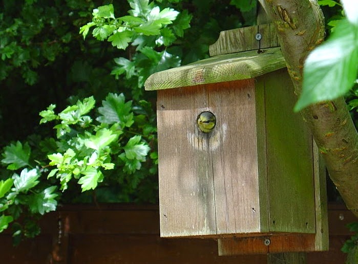 caja nido pájaros jardín