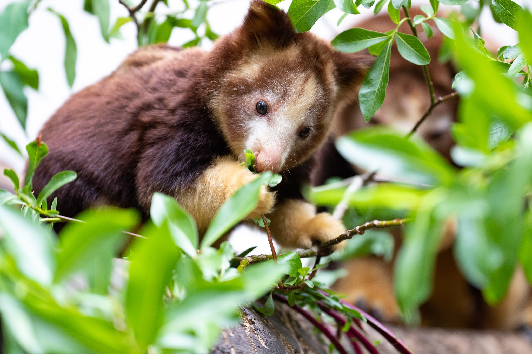 Celebrate Tree Kangaroo Awareness Day with new photos of joey Havam!