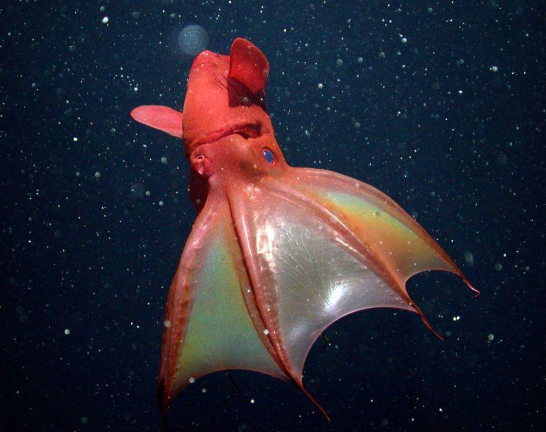 Species New to Science: [Cephalopoda • 2012] Vampyroteuthis' feeding ...