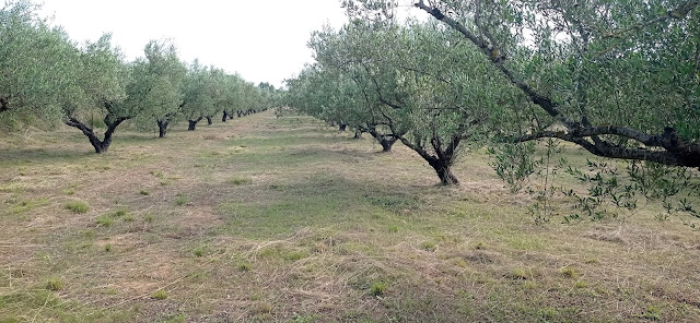 Desbrozar campo de olivos.