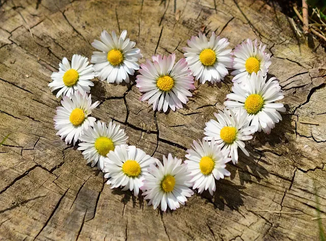 Belo coração, representando flores e sentimentos