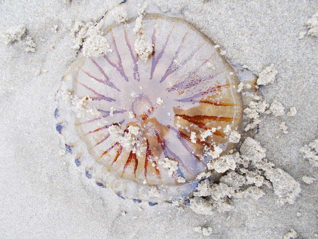 meduza z fioletowymi wzorkami