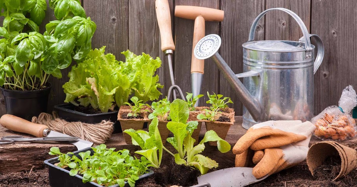 Tips for gardening from home - Our Nutritionist - Write for Us Health