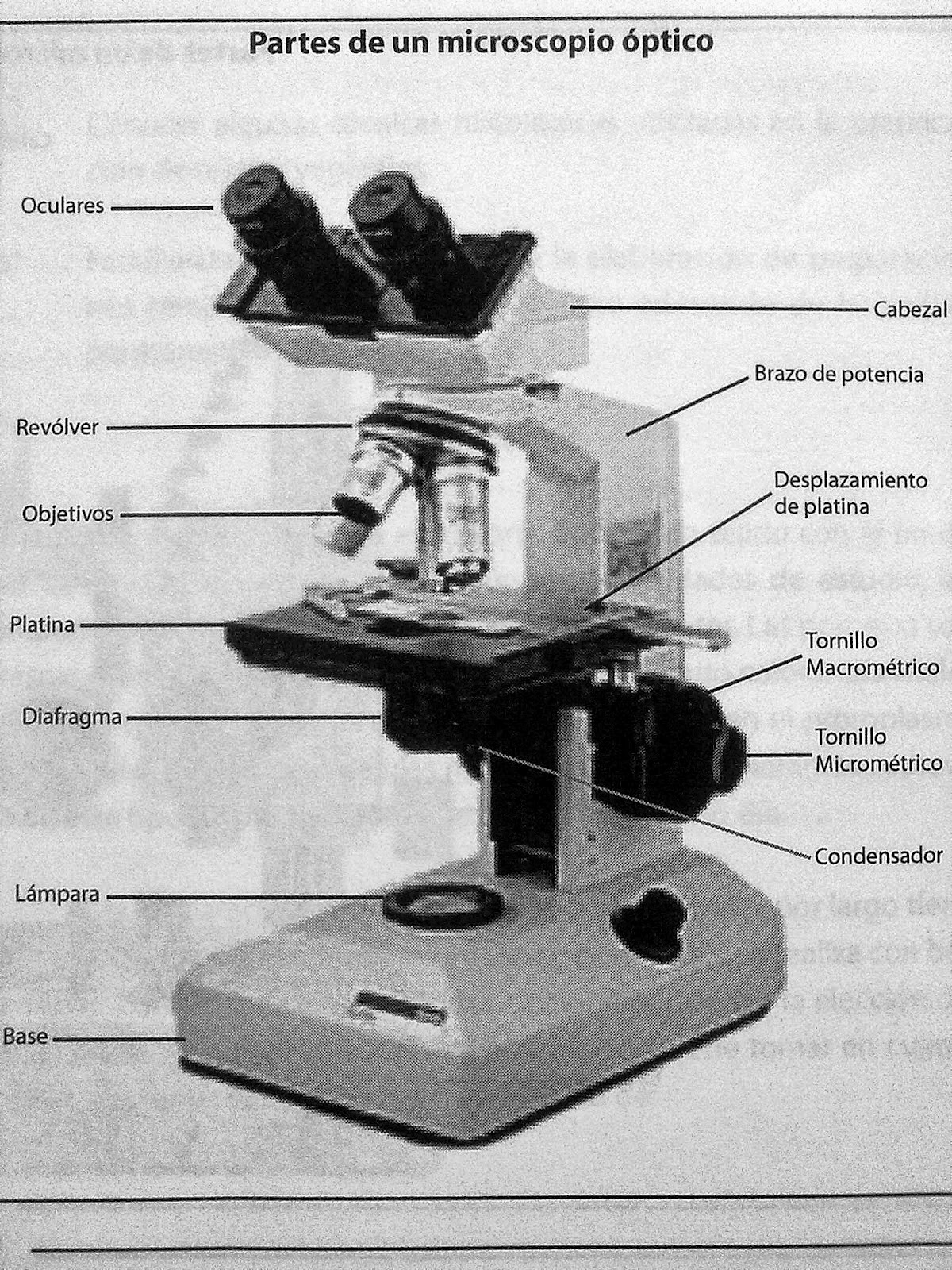 BioGeo PARTES DEL MICROSCOPIO ÓPTICO BioGeo PARTES DEL MICROSCOPIO ÓPTICO