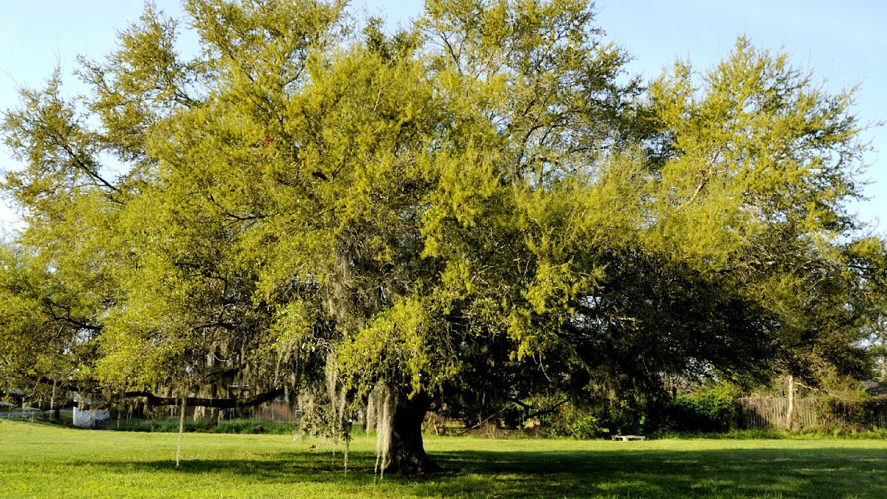 Live Oak Tree Trimming Tree Choices