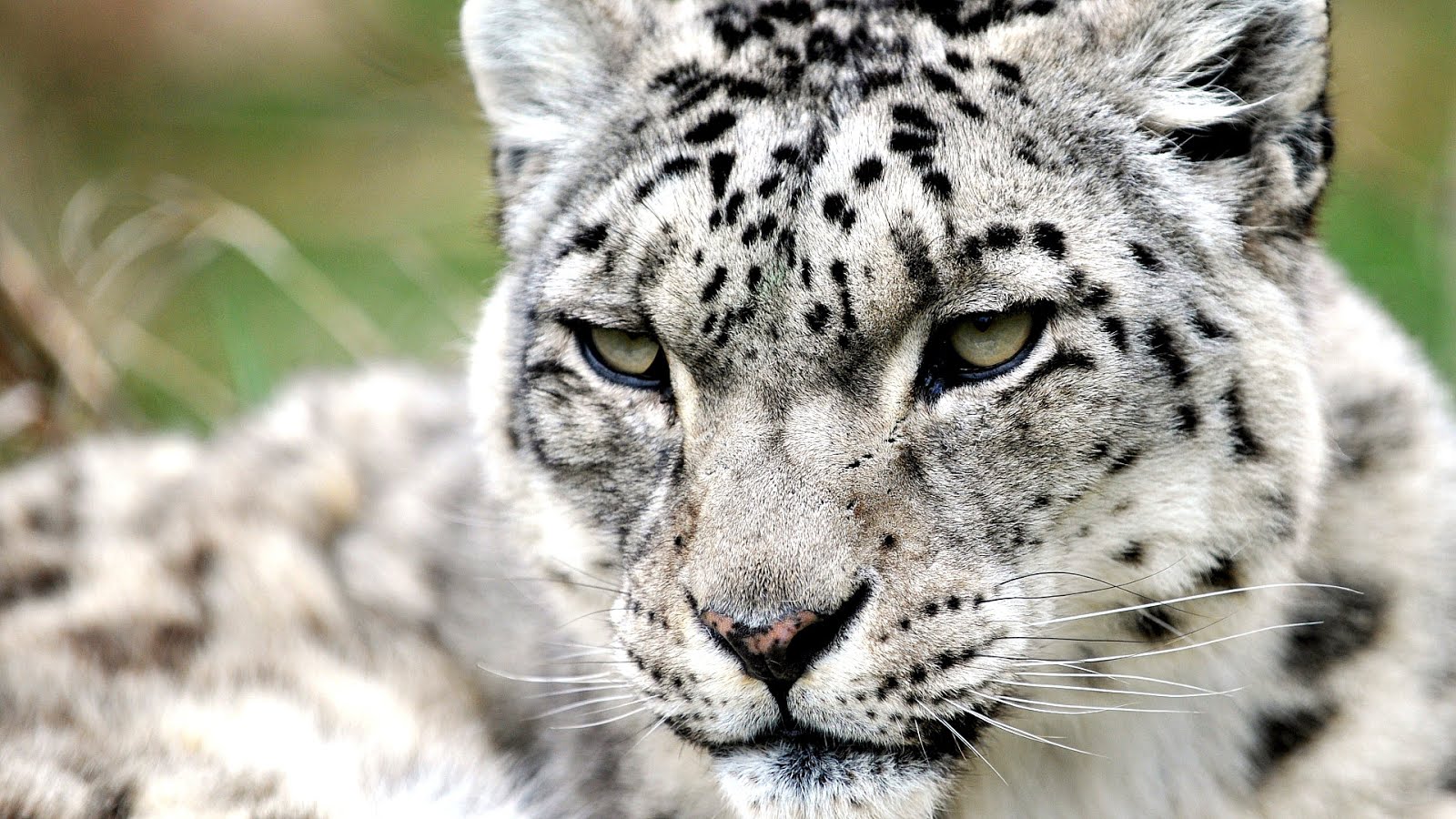 Why Is A Snow Leopard Endangered - Danger Choices