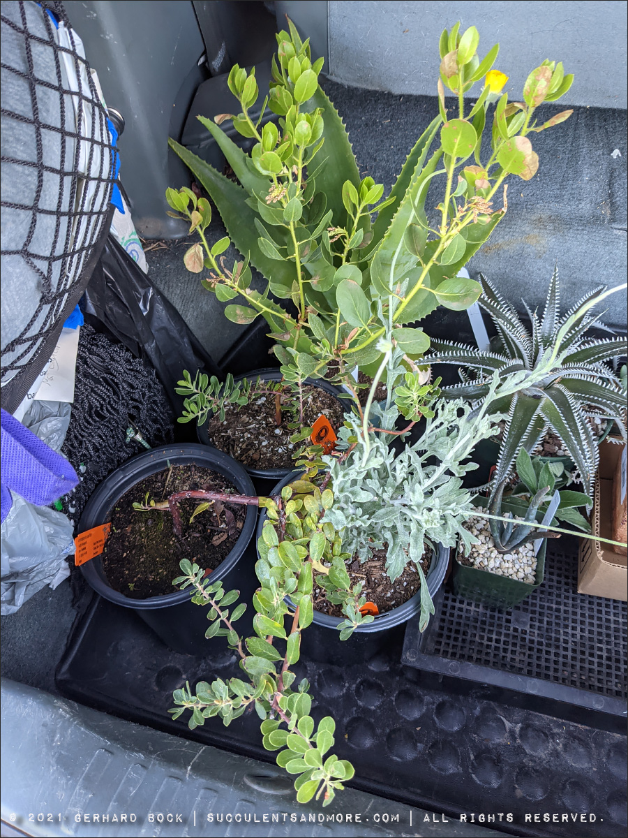 Plant haul from my August 2021 trip to Southern California