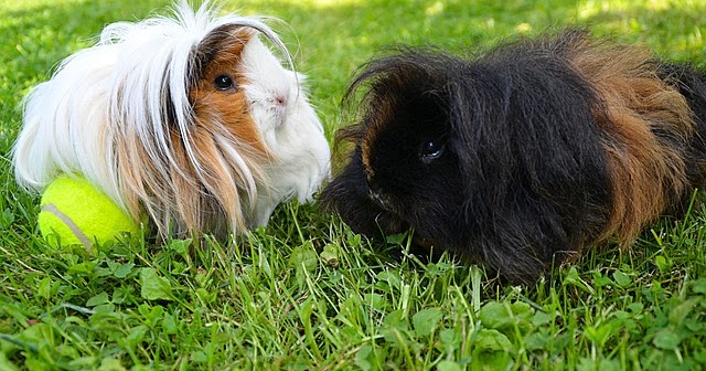 what do you put in a guinea pig litter box