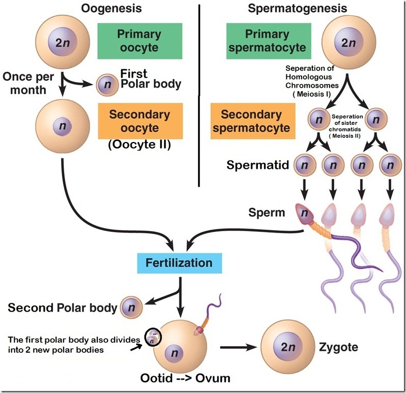 Perbedaan Oogenesis dan Spermatogenesis pada Manusia