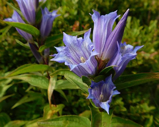 Goryczka trojeściowa (Gentiana asclepiadea L.). Goryczka trojeściowa (Gentiana asclepiadea L.).