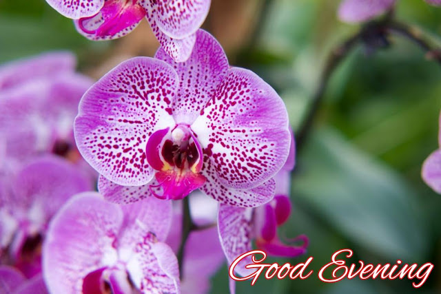 good evening flowers good evening flowers