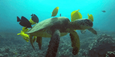 GEOGRAFI LINGKUNGAN: USAHA PELESTARIAN PENYU DI INDONESIA