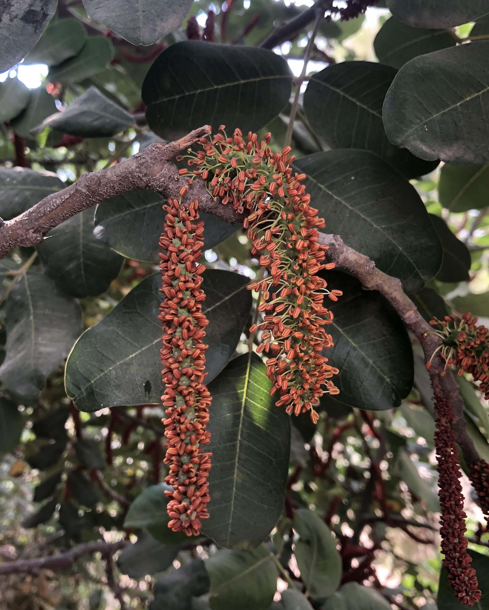 Flower Fun in Israel Blossoming in November Carob Tree, Locust Tree