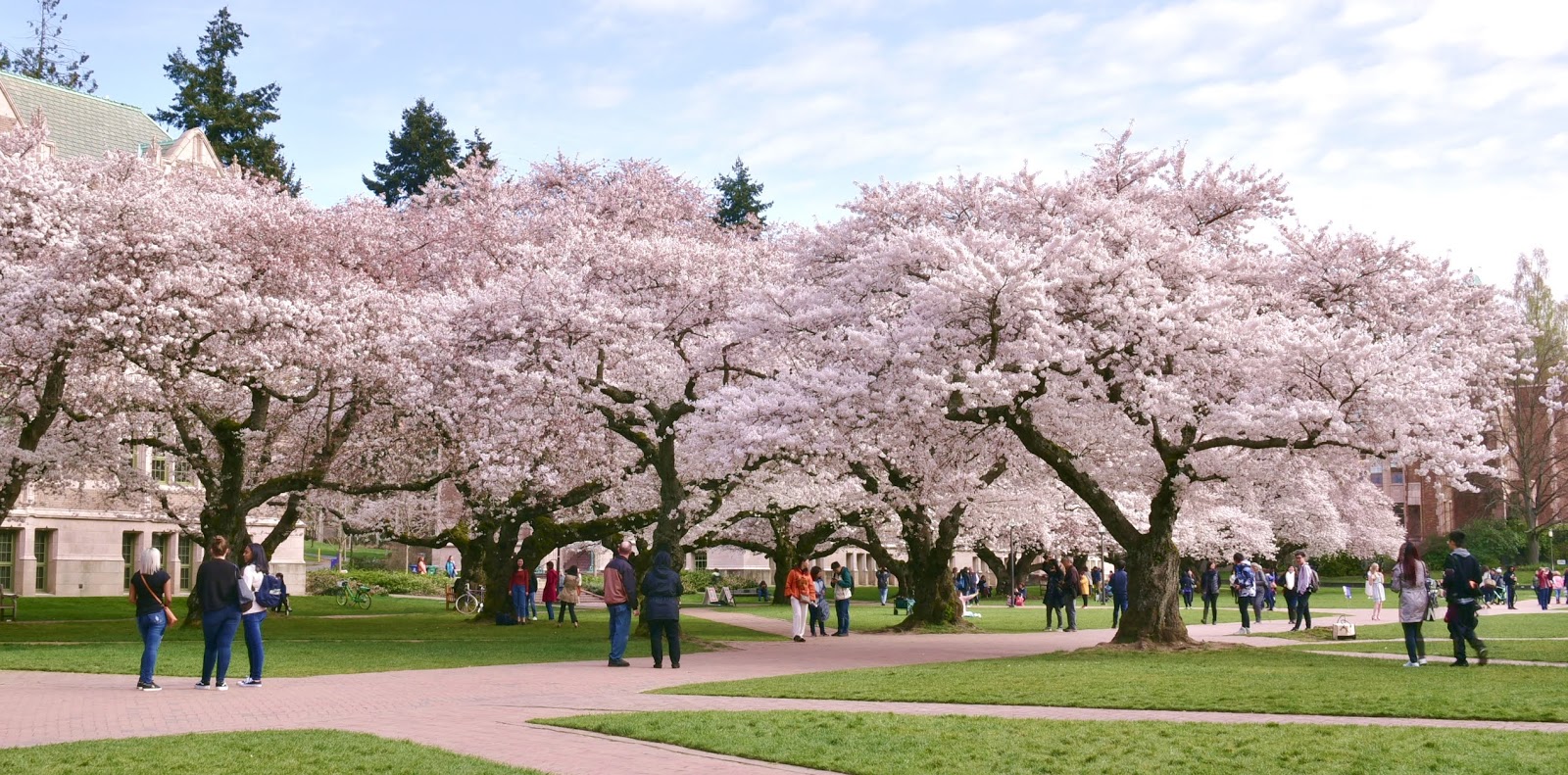 Cherry Blossom Court! : r/washingtonwizards