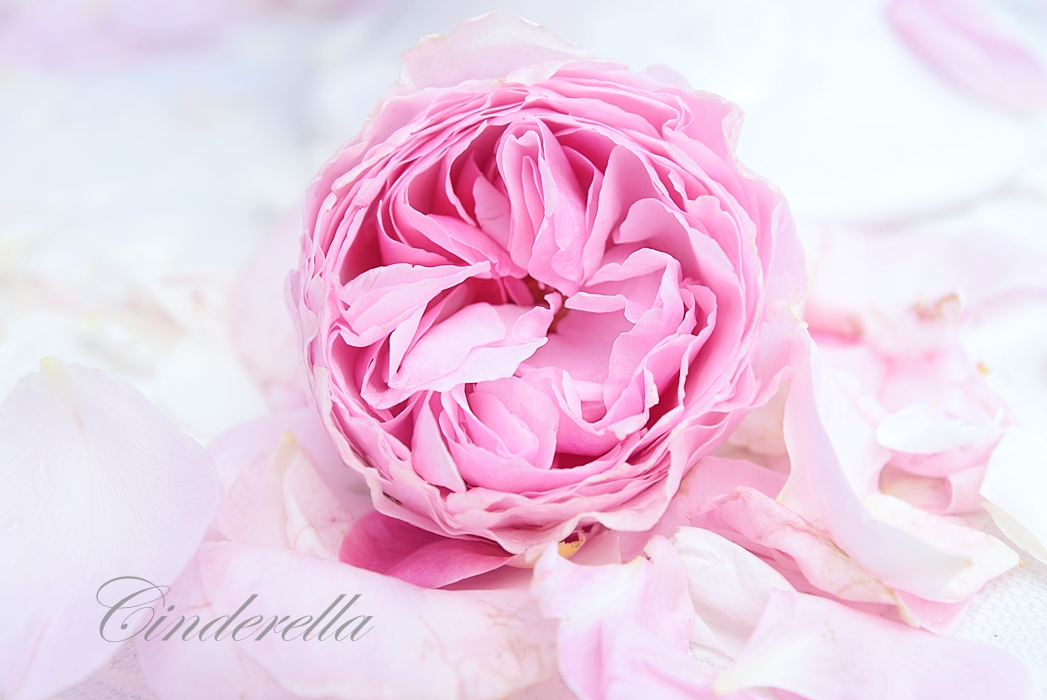 Silber Rosen Blogspot Com Page 10 Chan 8170598 Rssing Com