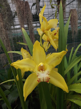 Cymbidium Orchid