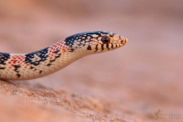 Rhinocheilus lecontei - Long-nosed Snake