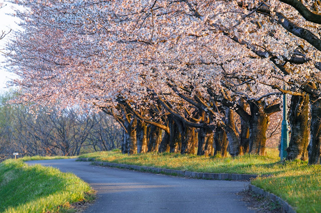 桜の小径を行く / Walking along the Cherry Blossom Trail