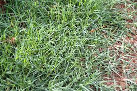 Image of the Durva Grass used to worship Lord Shiva in Sawan month.